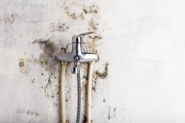 Best Certified Mold Removal  in University Center, VA