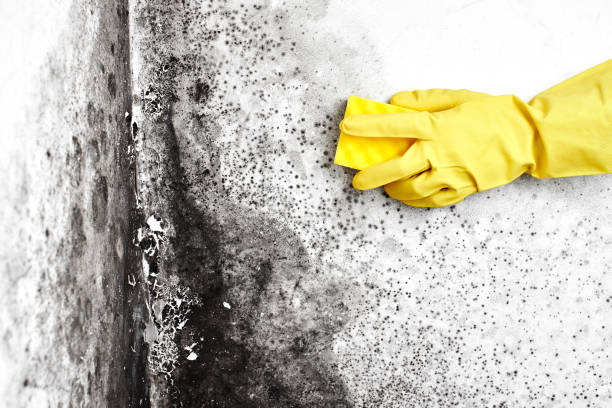 University Center, VA Mold Removal Pros