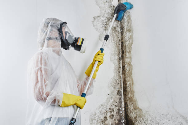 Best Fast Mold Removal  in University Center, VA