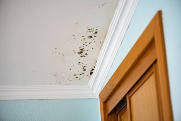 Best Professional Mold Removal  in University Center, VA