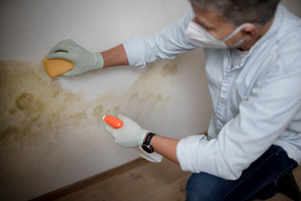 Best Affordable Mold Removal  in University Center, VA