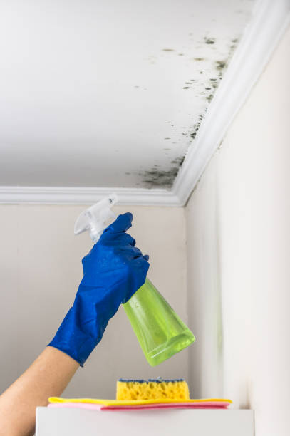 Best Attic Mold Removal  in University Center, VA